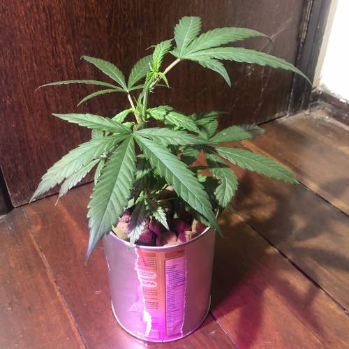 Tangerine Dream - Small Container. Week 3