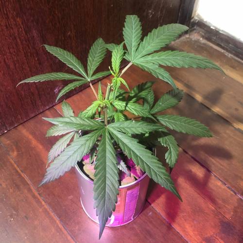 Tangerine Dream - Small Container. Week 3