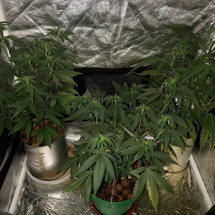 The 1 Liter Pot Experience. Week 5