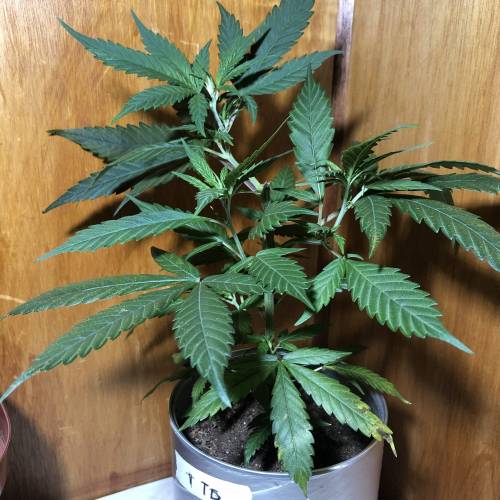 Tangerine Dream - Small Container. Week 4