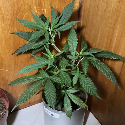 Tangerine Dream - Small Container. Week 4