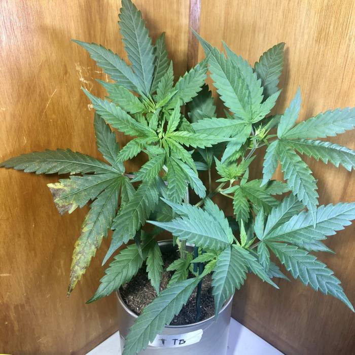 Tangerine Dream - Small Container. Week 5