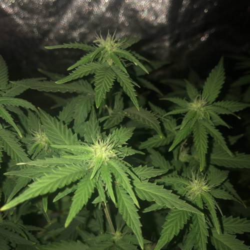 The 1 Liter Pot Experience. Week 6