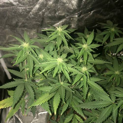 The 1 Liter Pot Experience. Week 6