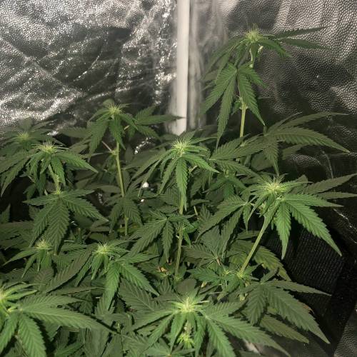 The 1 Liter Pot Experience. Week 6