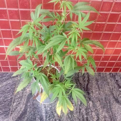 The 1 Liter Pot Experience. Week 6 - Lemon Kush now outdoor