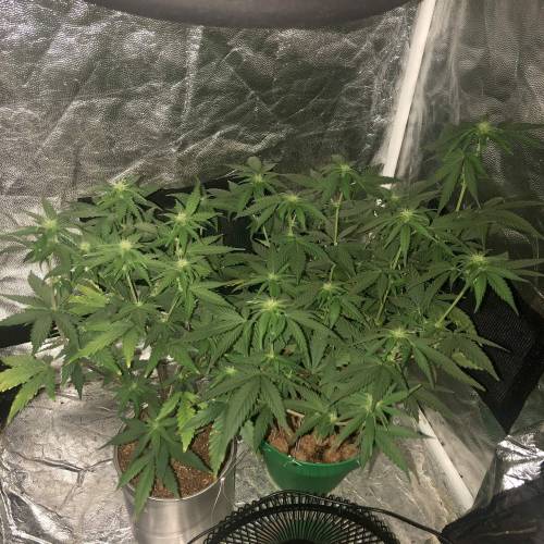 The 1 Liter Pot Experience. Week 6 - Blue Oregons