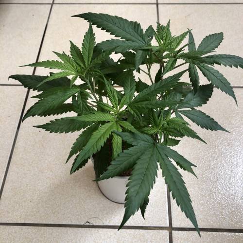 Tangerine Dream - Small Container. Week 6