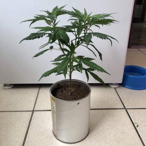 Tangerine Dream - Small Container. Week 6