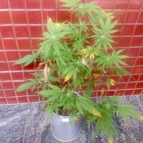 The 1 Liter Pot Experience. Week 7