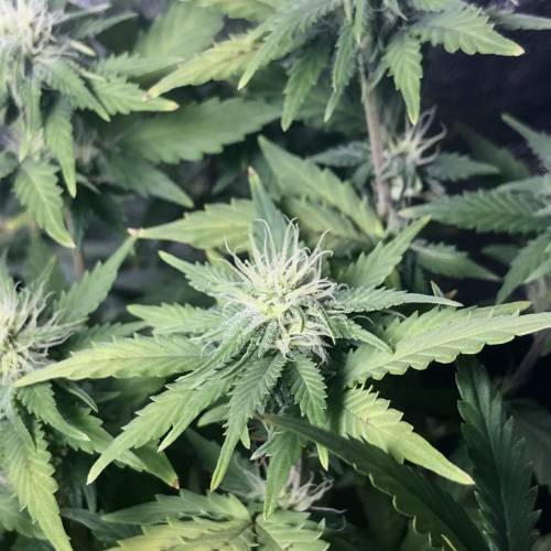 The 1 Liter Pot Experience. Week 7