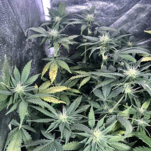 The 1 Liter Pot Experience. Week 7