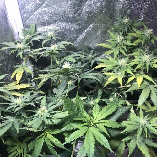 The 1 Liter Pot Experience. Week 7