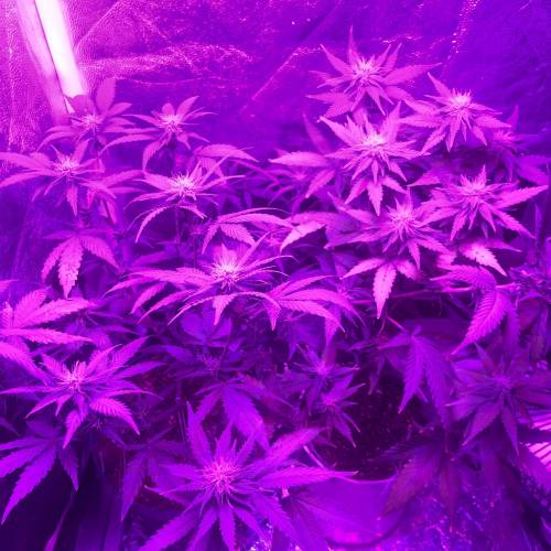 The 1 Liter Pot Experience. Week 7