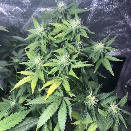 The 1 Liter Pot Experience. Week 7