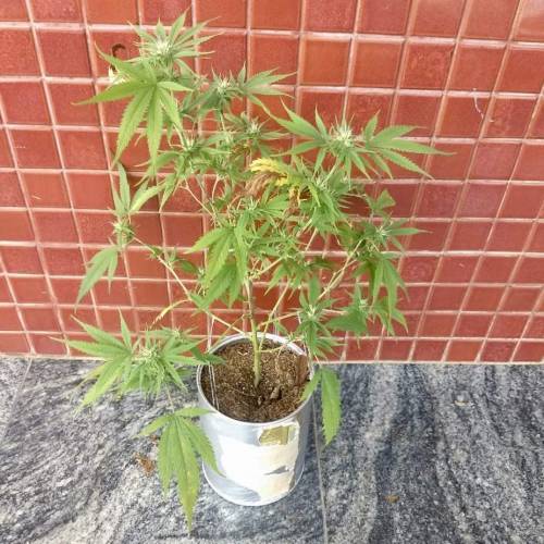 The 1 Liter Pot Experience. Week 8 - Lemon Kush outdoor