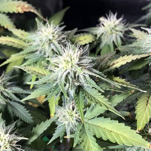 The 1 Liter Pot Experience. Week 8