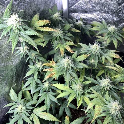 The 1 Liter Pot Experience. Week 8