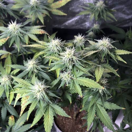 The 1 Liter Pot Experience. Week 8