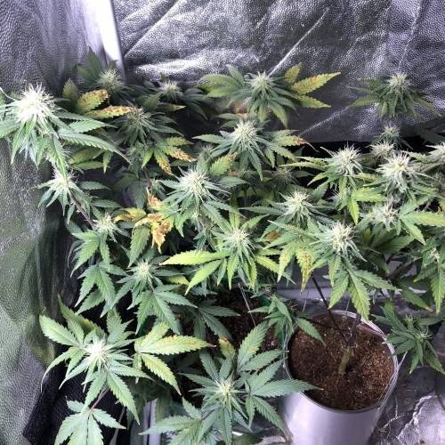 The 1 Liter Pot Experience. Week 8