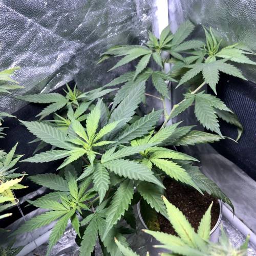 Tangerine Dream - Small Container. Week 7