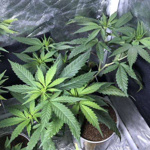 Tangerine Dream - Small Container. Week 7