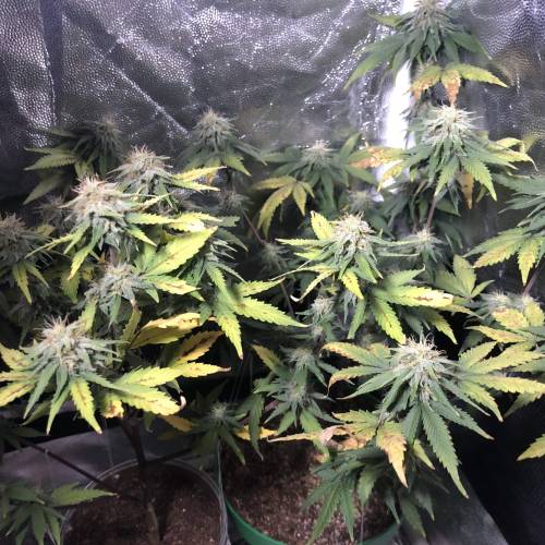 The 1 Liter Pot Experience. Week 9