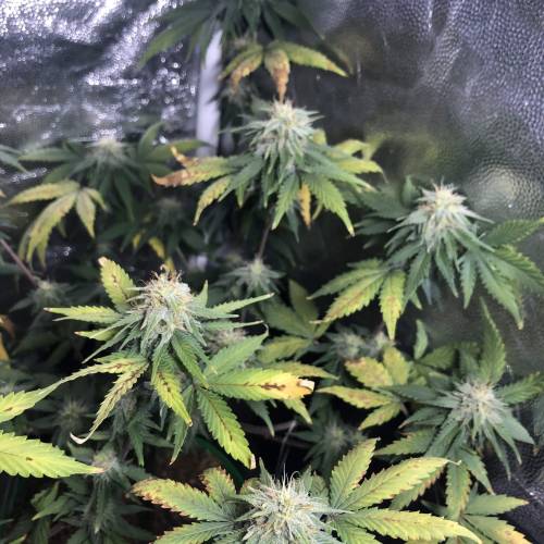 The 1 Liter Pot Experience. Week 9