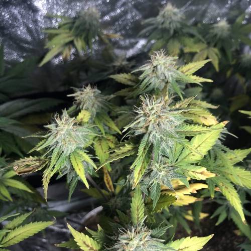 The 1 Liter Pot Experience. Week 9