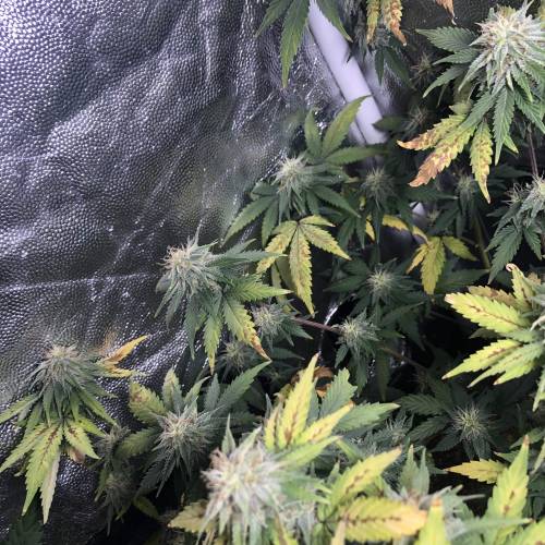 The 1 Liter Pot Experience. Week 9