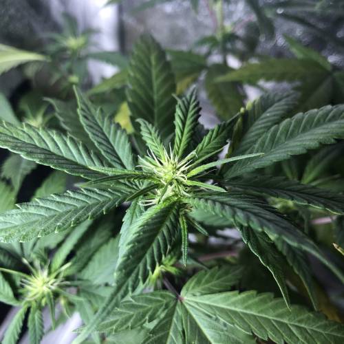 Tangerine Dream - Small Container. Week 8