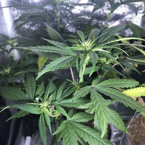 Tangerine Dream - Small Container. Week 8