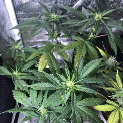 Tangerine Dream - Small Container. Week 8