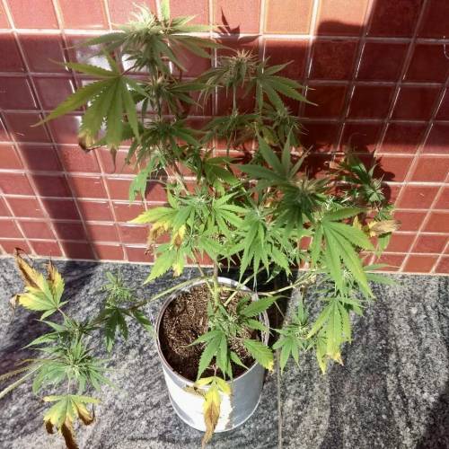 The 1 Liter Pot Experience. Week 9