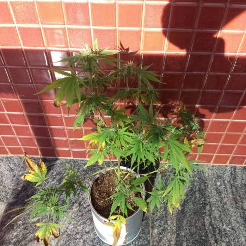 The 1 Liter Pot Experience. Week 9