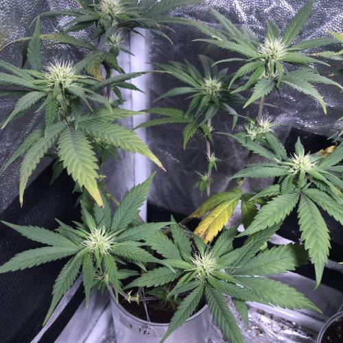 Tangerine Dream - Small Container. Week 9