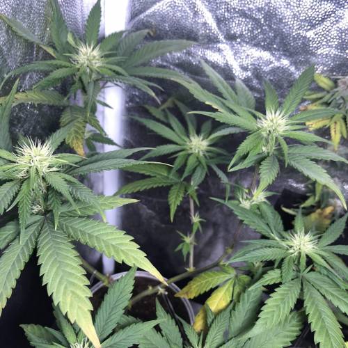 Tangerine Dream - Small Container. Week 9