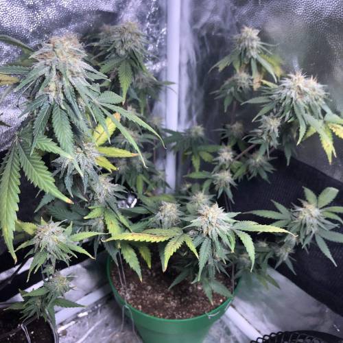 The 1 Liter Pot Experience. Week 10