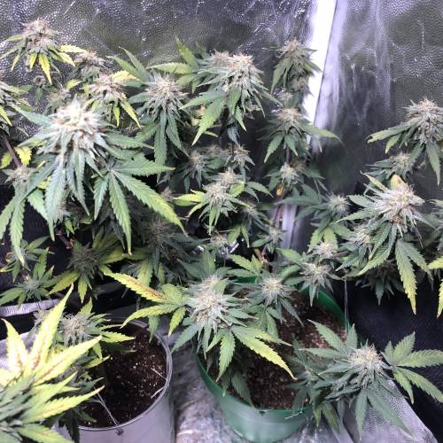 The 1 Liter Pot Experience. Week 10