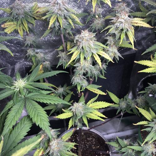 The 1 Liter Pot Experience. Week 10