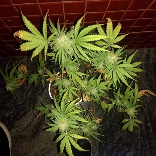 The 1 Liter Pot Experience. Week 10