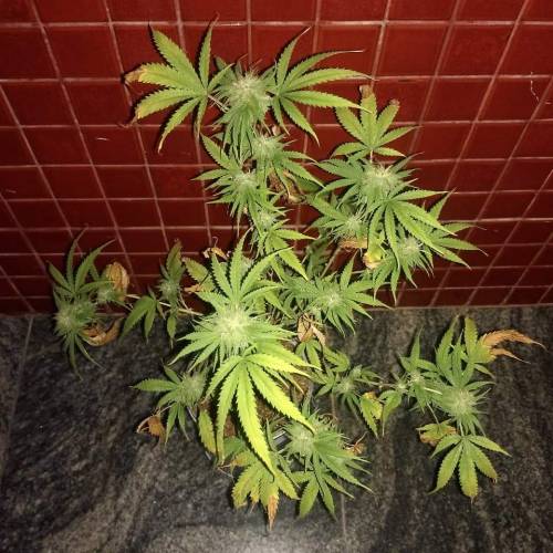 The 1 Liter Pot Experience. Week 10