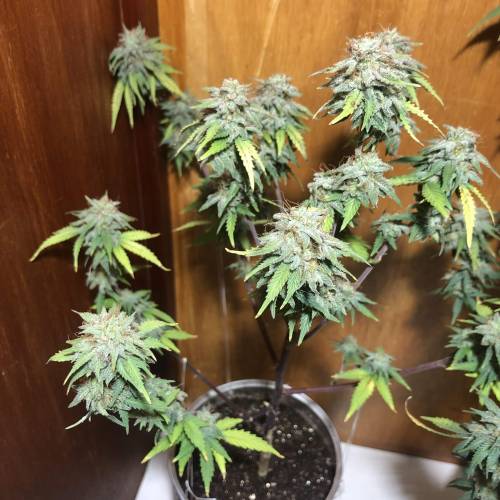 The 1 Liter Pot Experience. Week 11