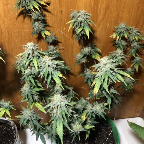 The 1 Liter Pot Experience. Week 11