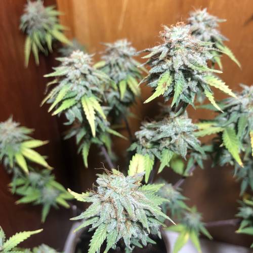 The 1 Liter Pot Experience. Week 11