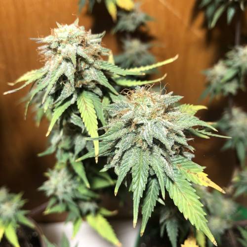 The 1 Liter Pot Experience. Week 11