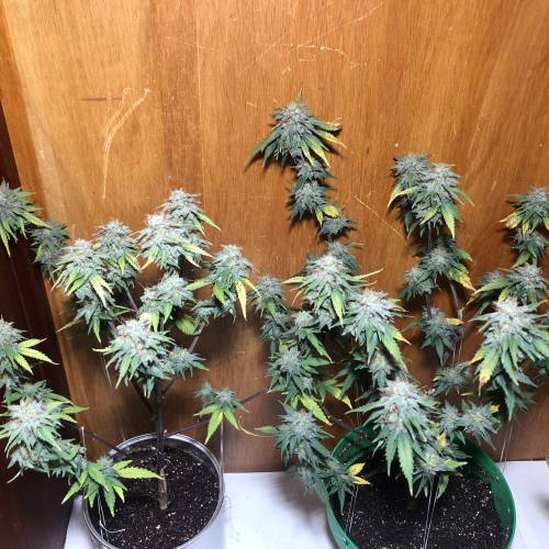 The 1 Liter Pot Experience. Week 11