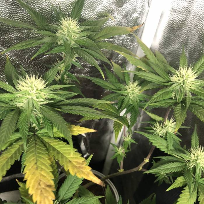 Tangerine Dream - Small Container. Week 10