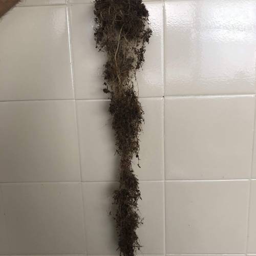 The 1 Liter Pot Experience. Week 11