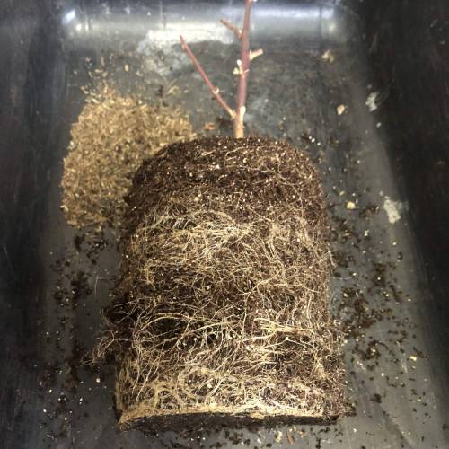 The 1 Liter Pot Experience. Week 11